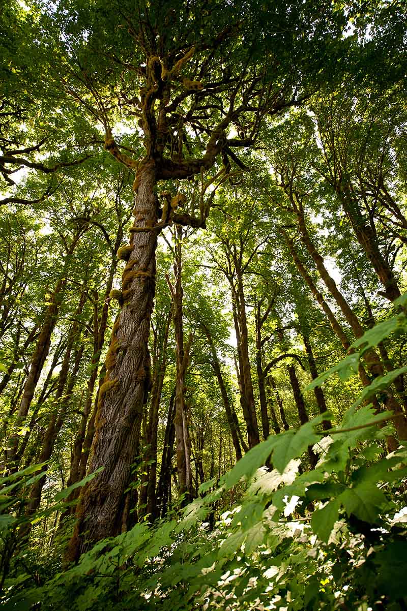Amazonas Regenwald Foto by Sami Fayed