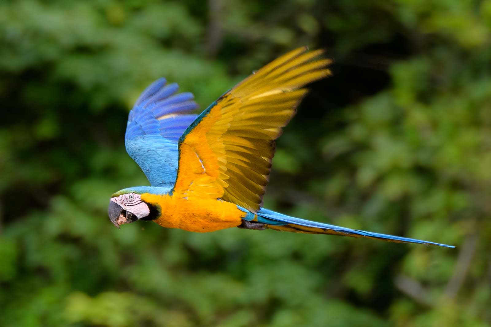 Vogel im Amazonas Regenwald by Wilderness International